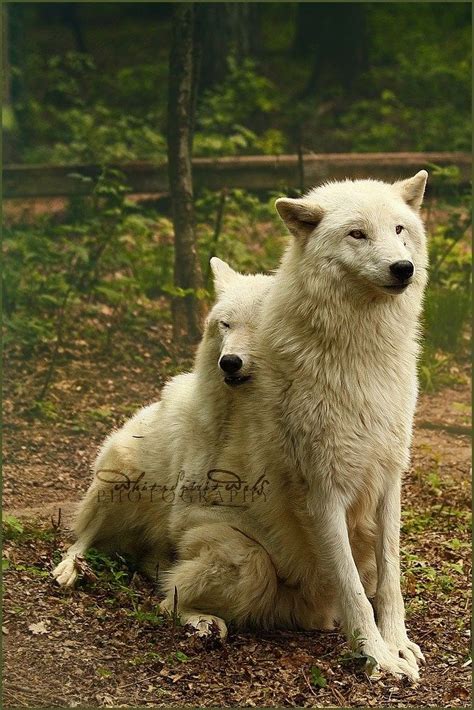 Wolves Know What The Love Is Animal Hugs Wolf Dog Wolf Love
