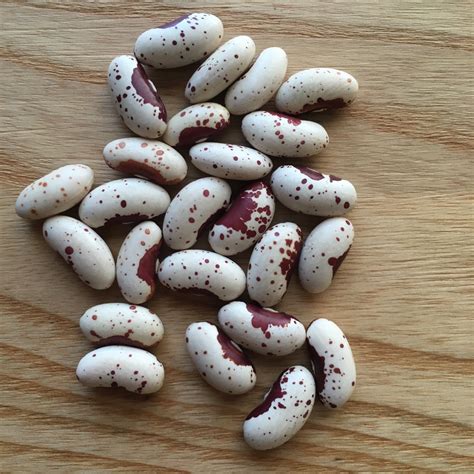 Jacobs Cattle Bean