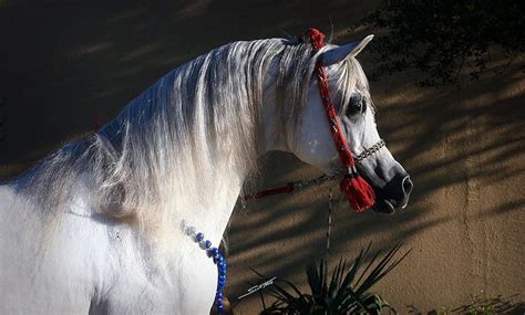 Kehilan Arabians Breeders Of Straight Egyptian Arabian Horses