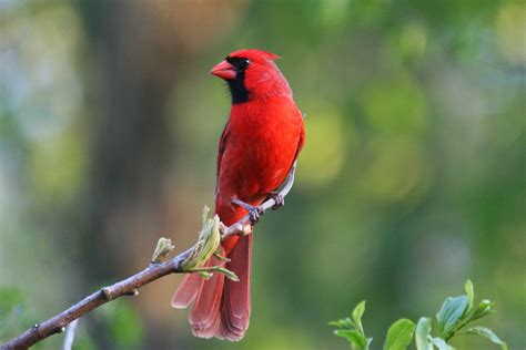 Red Bird Hd Wallpaper Unique Rare Bird