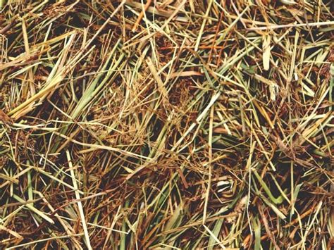 Hay Vs Straw Find Out The Difference Northern Nester