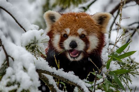 Happy Snow Days Red Panda  Red Panda Cute Animals