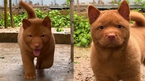 Incredible Red Puppy Somehow Resembles Both A Dog And Cat Youtube