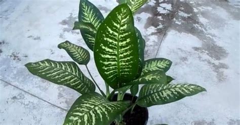 Mostly around the mexican/us border in the dry desert. Most of us enjoy having plants around the home and there ...