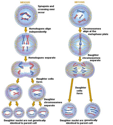 Ap Biology For Dummies Mitosis Vs