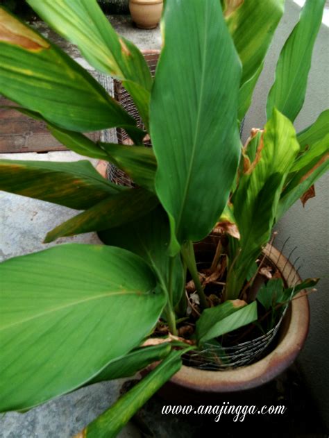 Kunyit (curcuma domestica val.) merupakan tanaman asli di aceh, kunyit dinamakan runyet. Cara Menanam Halia & Kunyit Di Dalam Pasu