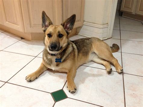 24 More Adorable Pictures Of Corgi Mixes That Remind Us Why Theyre The