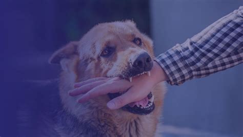 Atlanta Dog Bites Attorneys Reed Injury Law Firm