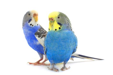 Keeping Budgies In A Cage Budgie Keeping Budgies Guide Omlet Uk