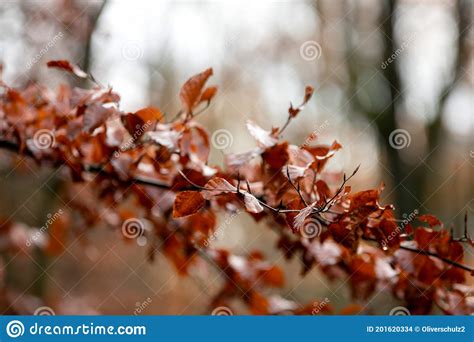 Red Brown Leaves Of A European Beech Tree In The Autumn Season Dark