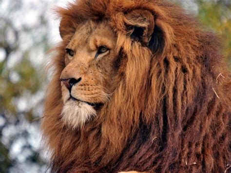 Which Animal Is The King Of The Beasts Quora