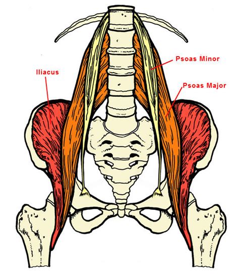 Groin Muscle Anatomy Groin Strain Groin Muscle Pain Anatomy