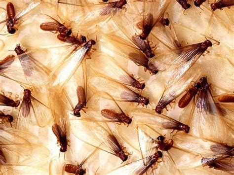 9 Signs Of Termite Infestation How To Repair Termite Damage Pest Wiki