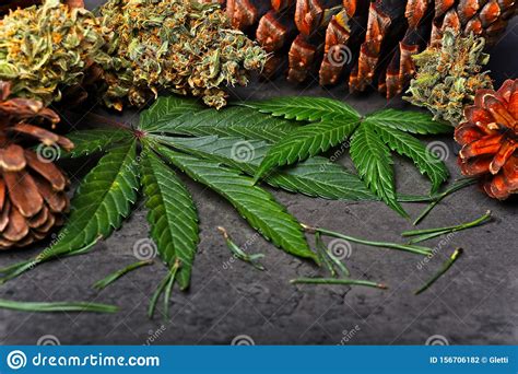 Cannabis Buds Nugs Nad Leaves With Pine Needles And Cones Stock Photo