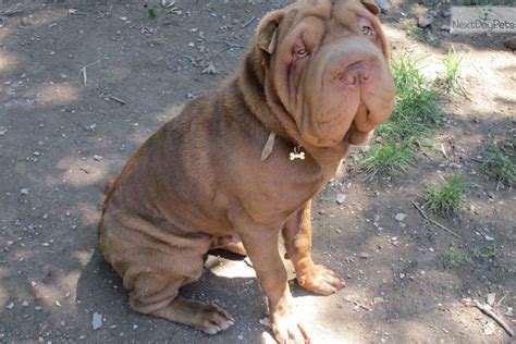Sparky Ori Pei Chinese Shar Pei Puppy For Sale Near Springfield