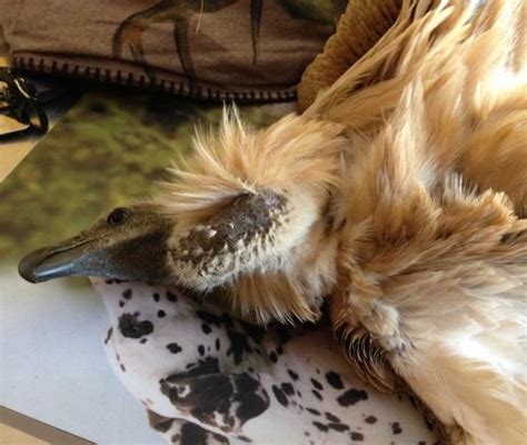Vulture Poisoning In Kby Area Ofm