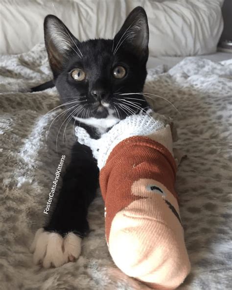 This Kittens Broken Paw Is A Fashion Statement