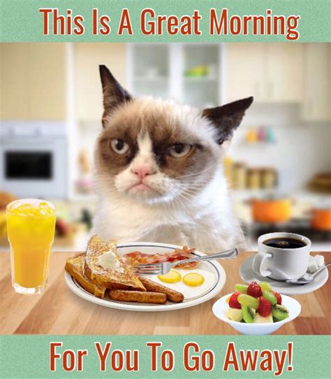Grumpy Cat Says Its A Great Morning For You To Go Away Grumpy Cat