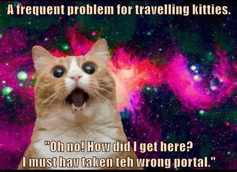 Too Much Nip Lolcats Lol Cat Memes Funny Cats Funny Cat