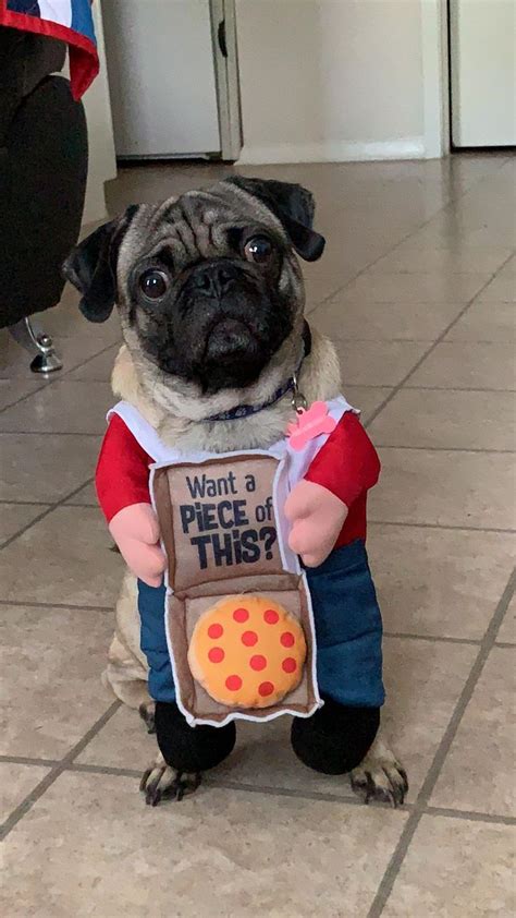Pugs Dont Part With Their Pizza Easily Pug Puppies Cute Dogs And