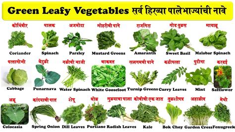 Green Leafy Vegetables Name In English And Marathi With Pictures सर्व