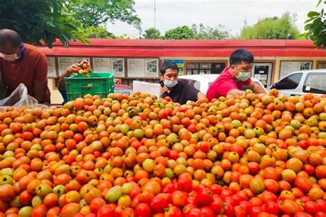 See Oversupply Of Tomatoes Distributed In Nueva Vizcaya Filipino News