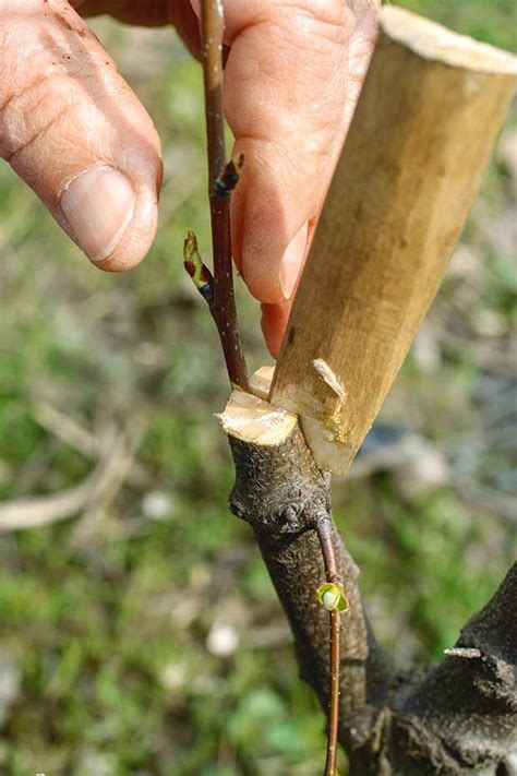 A Step By Step Guide To Grafting Fruit Trees