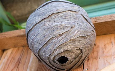 Hornets Nest Scientists Remove America S First Murder Hornet Nest A