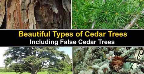 Cedar Vs Pine Which Tree Is Right For My Backyard
