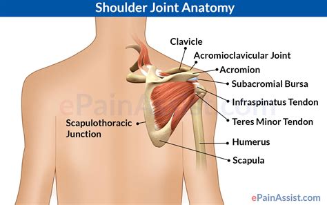 Pdf | the shoulder joint (glenohumeral joint) is a ball and socket joint with the most extensive range of motion in the human body. Shoulder Joint Anatomy|Skeletal System|Cartilages ...