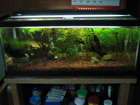 Home aquarium 40 gallon breeder tank (best tanks, stocking ideas and more). Ecco's Aquarium Blog: New 40 Breeder Planted Tank