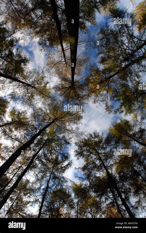 Pine Trees In Mortimer Forest Ludlow Shropshire England Uk Stock Photo