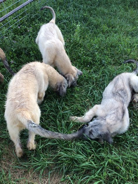 Only guaranteed quality, healthy puppies. Irish Wolfhound Puppies For Sale | Garrett, IN #225325