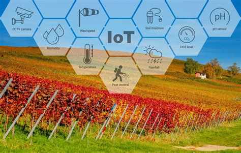 How Smart Vineyard Monitoring System Can Be Helpful For Wine Producers