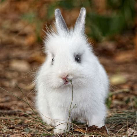 Cute White Bunny On Grass Animals Rabbit Animals Wild