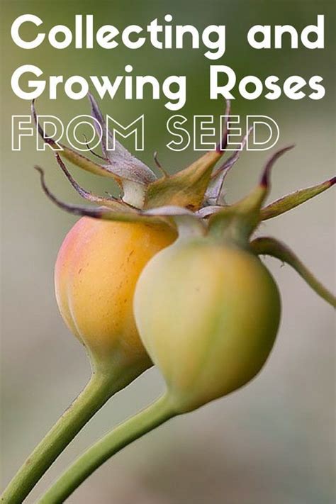 Grow Roses From Collected Seeds Growing Roses From Seeds Growing