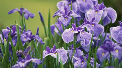 4k Iris Flower Wallpapers 4k Hd 4k Iris Flower Backgrounds On