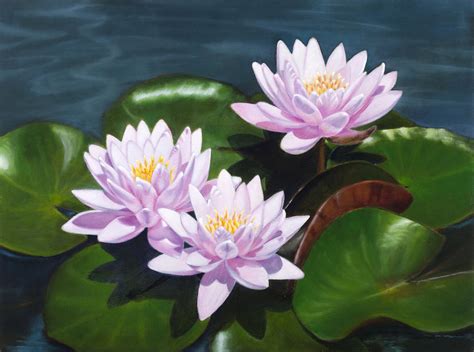 Pink Water Lilies