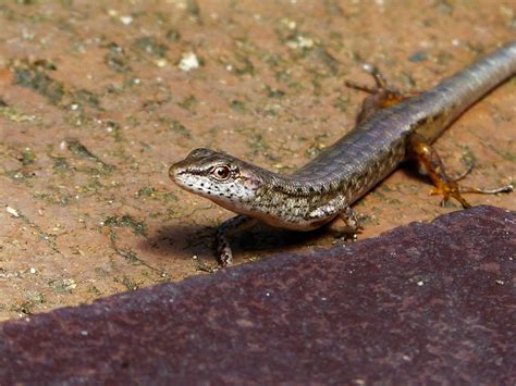 Tentatively Delicate Garden Skink Lampropholis Delicata Flickr