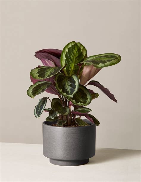 Best House Plants The Best Indoor Foliage For Your Home