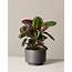 Indoor Plant Ideas  11 Best Plants For Your Home Air Purifying