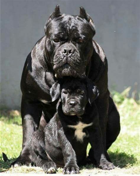 Cane Corso Dog Breed Information Images Characteristics