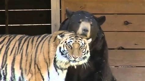 Best Friends Tiger Lion And Bear Living Together In Harmony Youtube