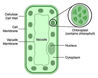 It is present outside the cell membrane and provides support and protection to the cell. Cells and Cell Structures | Note