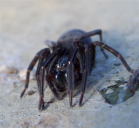 11 Spiders Species Found In Indiana With Pictures Pet Keen
