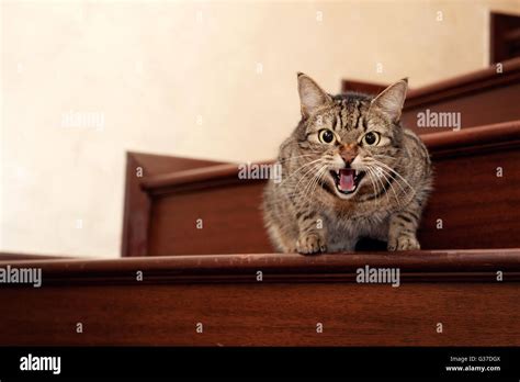 Hissing Tabby Cat On Stairslooking At Camera Stock Photo Alamy