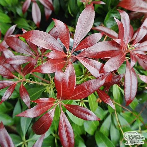 Buy Pieris Japonica Katsura Lily Of The Valley Shrub Online From
