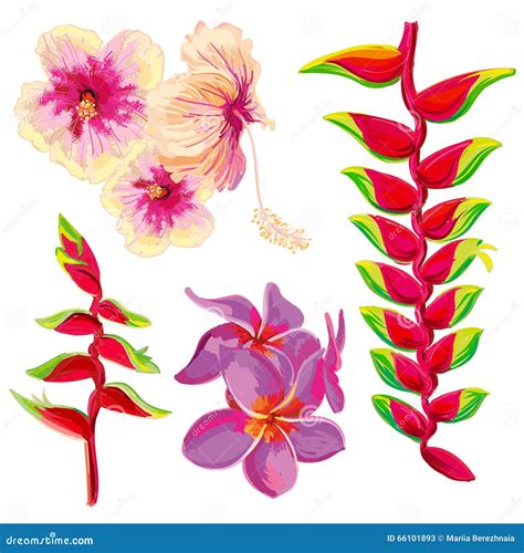 Bright Beautiful Vector Tropical Flowers Stock Vector Illustration Of
