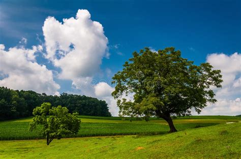 Beautiful Partly Cloudy Summer Sky Over Trees And Farm Fields Stock