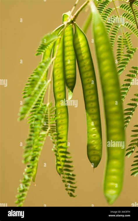 Poinciana Tree Seed Pods Hi Res Stock Photography And Images Alamy